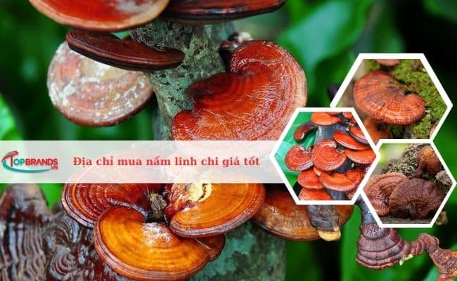 Top 12 Địa chỉ mua nấm linh chi giá tốt, uy tín tại TP.HCM