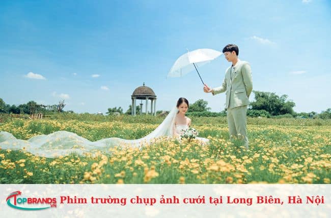 Phim trường thảo nguyên hoa Long Biên