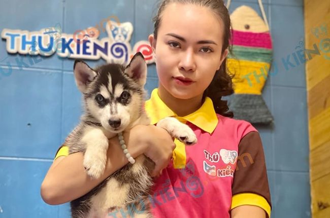 Top cửa hàng bán chó cảnh ở Hà Nội uy tín, chất lượng