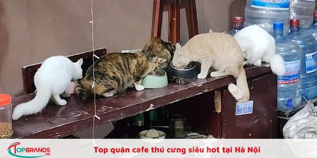Top những quán cafe mèo đẹp ở Hà Nội