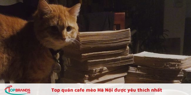 Cafe mèo Gác Miên