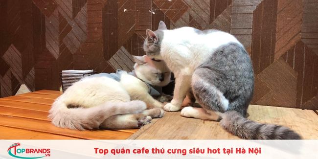 Quán cafe mèo Hà Nội gần đây được yêu thích