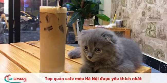 Tiệm cafe mèo Hà Nội thích hợp để sống ảo