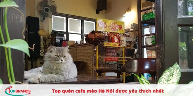  Cafe mèo Suỵt Kafe