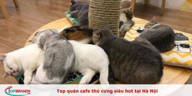 Địa chỉ quán cafe mèo ở quận Ba Đình, Hà Nội