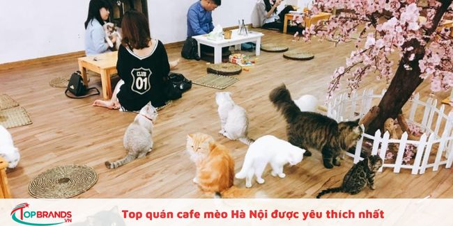 Quán cafe có mèo đẹp ở Hà Nội