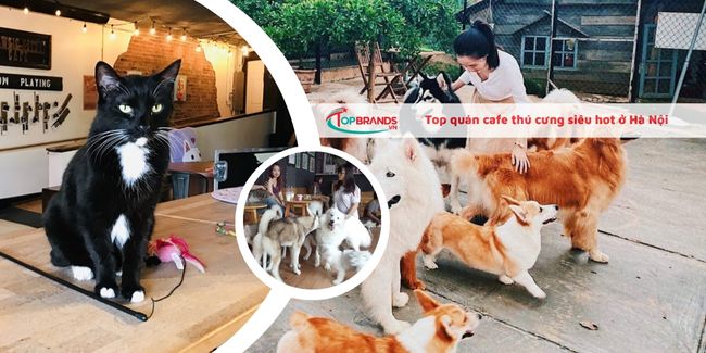 Top quán cafe chó mèo Hà Nội