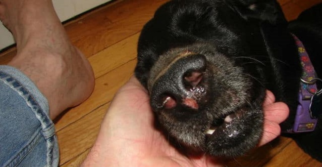 Chó chảy máu mũi là bệnh gì?