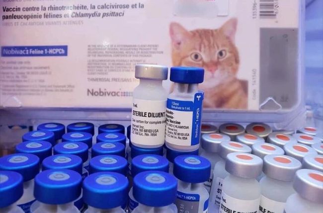 Các loại vắc xin 4 bệnh cho mèo trên thị trường