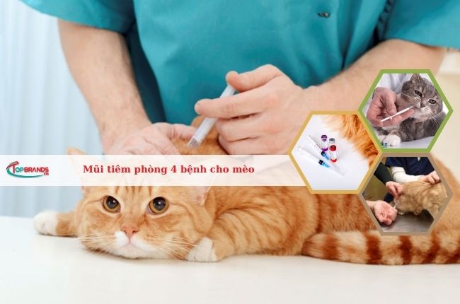 1 mũi tiêm phòng 4 bệnh cho mèo – Những loại vắc xin cho mèo trên thị trường