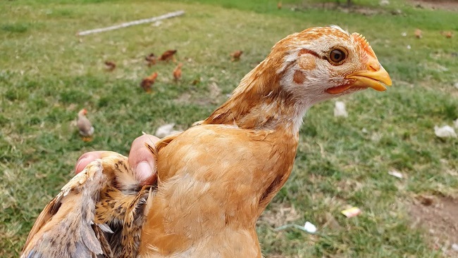 Bệnh sổ mũi thông thường ở gà