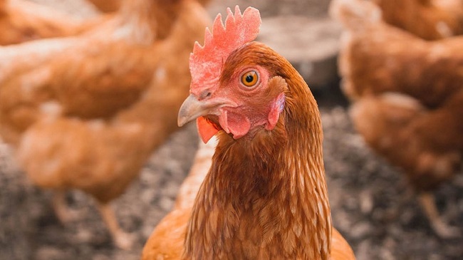 Triệu chứng bệnh sổ mũi truyền nhiễm ở gà (Coryza)