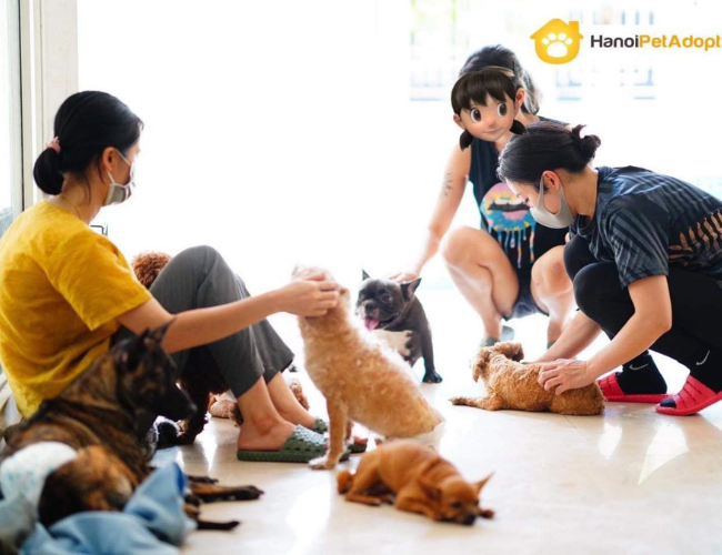 Hanoi Pet Adoption