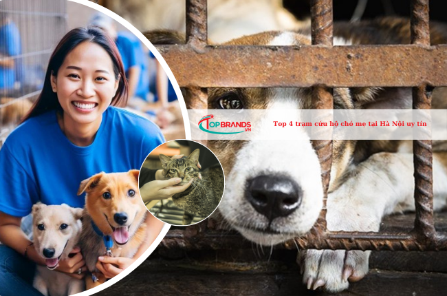 Top 4 trạm cứu hộ chó mèo tại Hà Nội uy tín